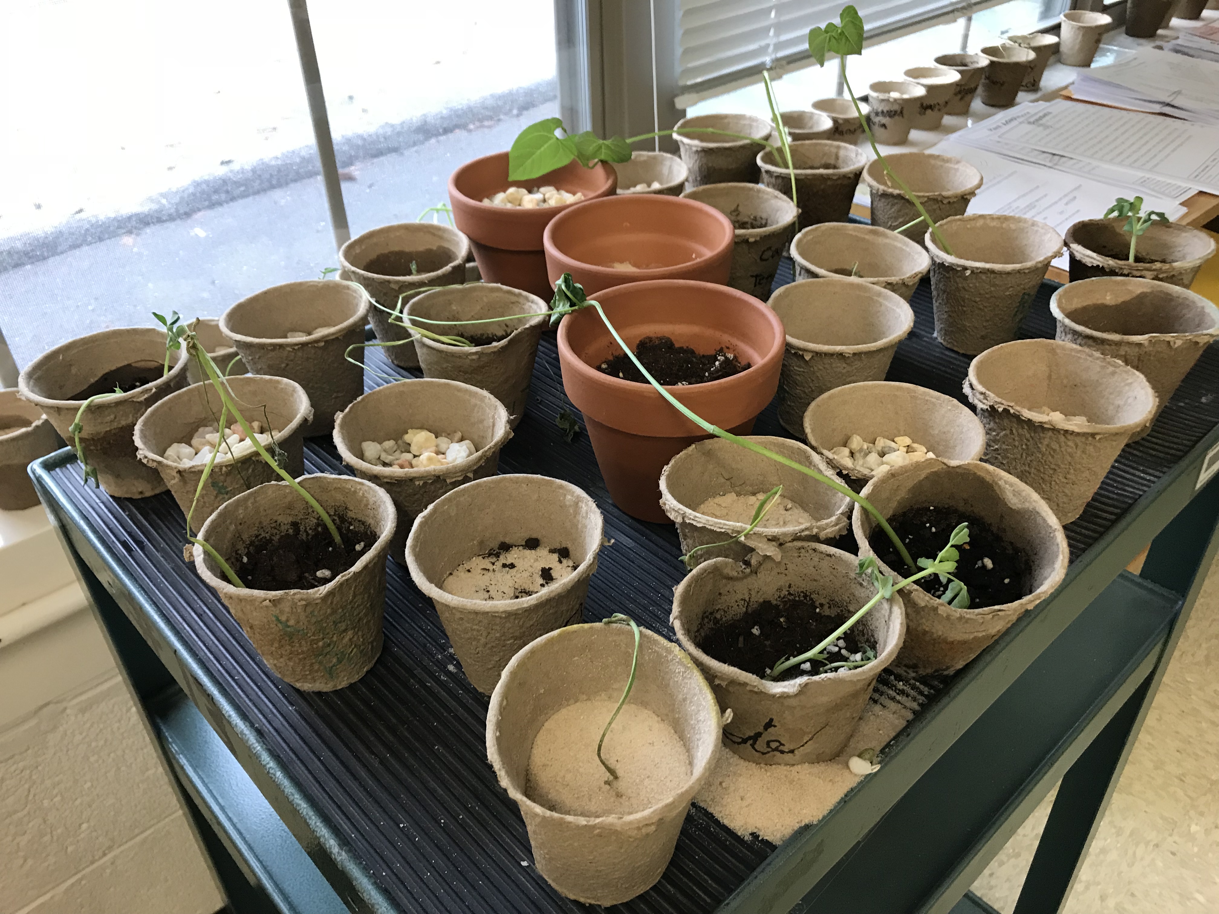 Cups with seeds are lined up in Stephen Strange's 4th-grade classroom at Bearden Elementary School. The cups are an experiment to determine what type of growing medium produces the best plant growth.